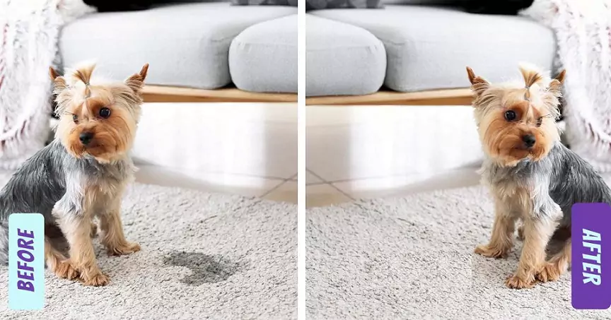 Before and After Carpets Pet Stain Removal